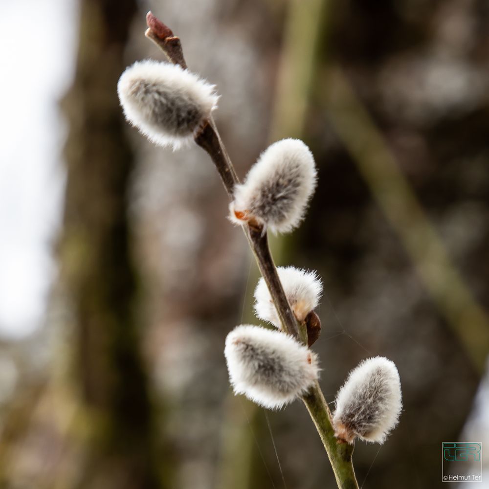  . . . flauschig