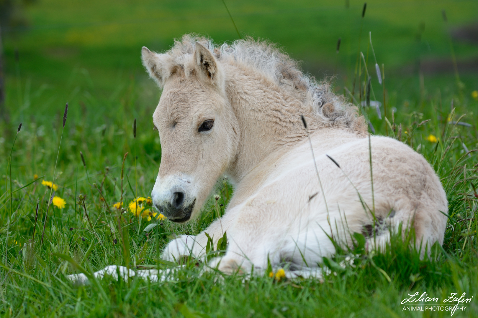 Flauschig