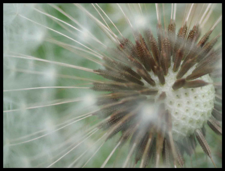 flauschig, aber mit Widerhaken