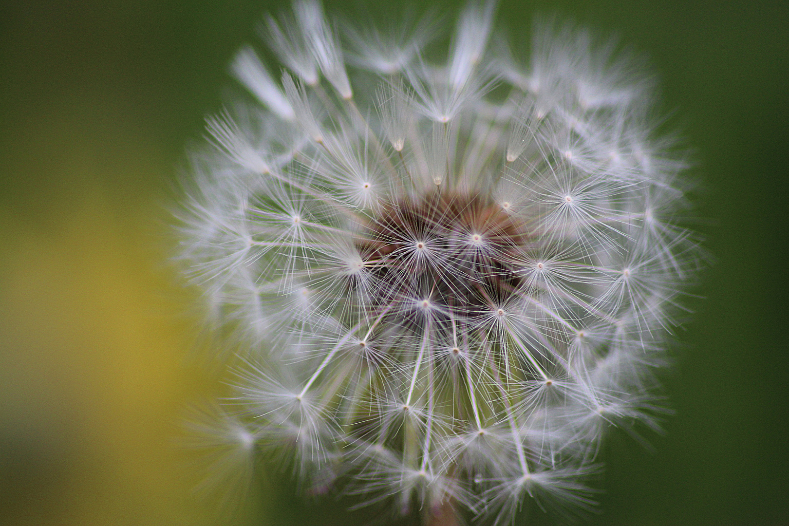 Flauschig