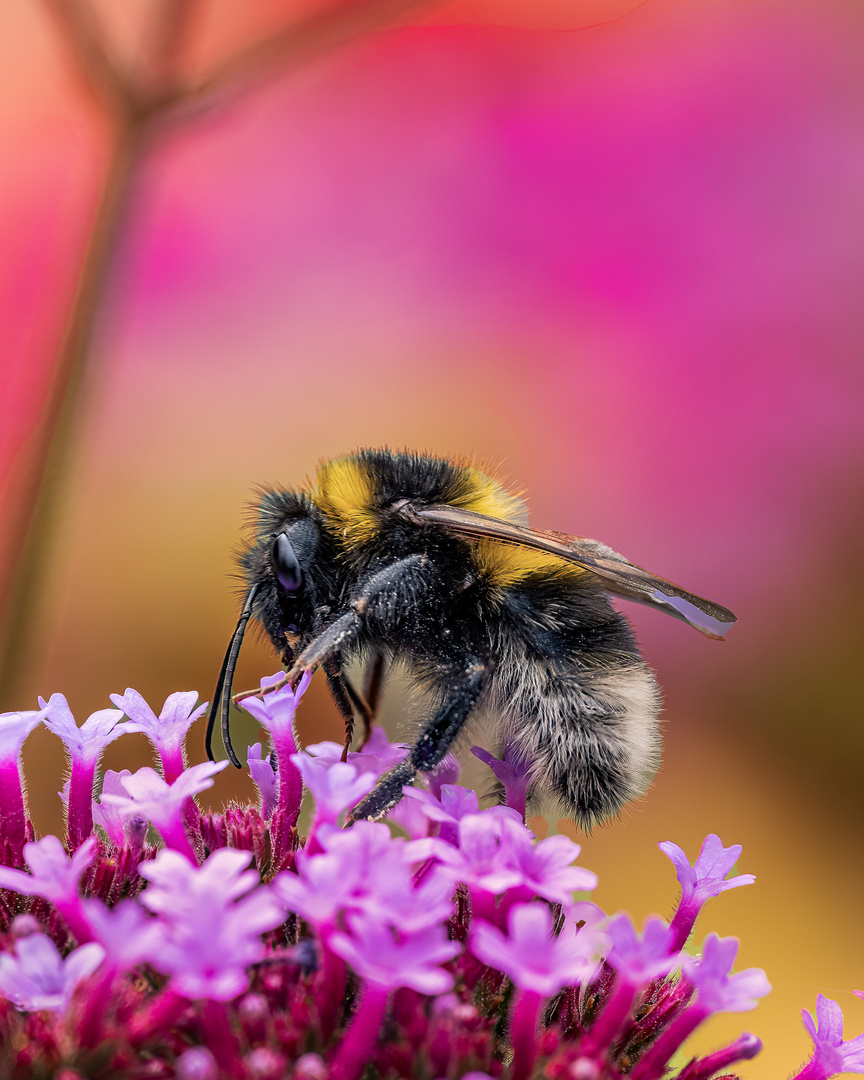 Flauschig auf den Blumen sitzend