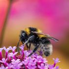 Flauschig auf den Blumen sitzend