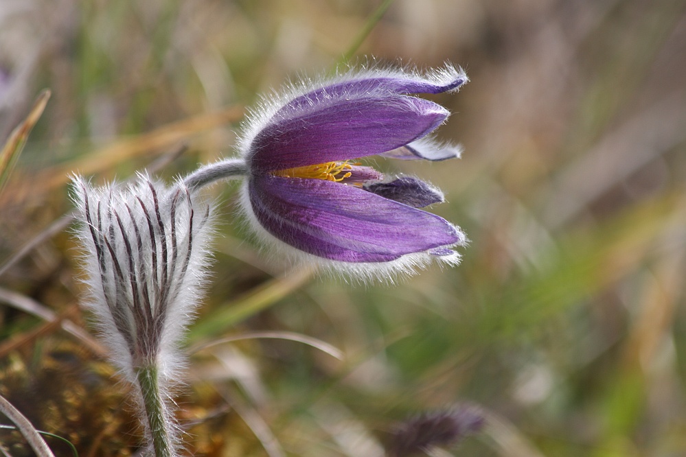 flauschig