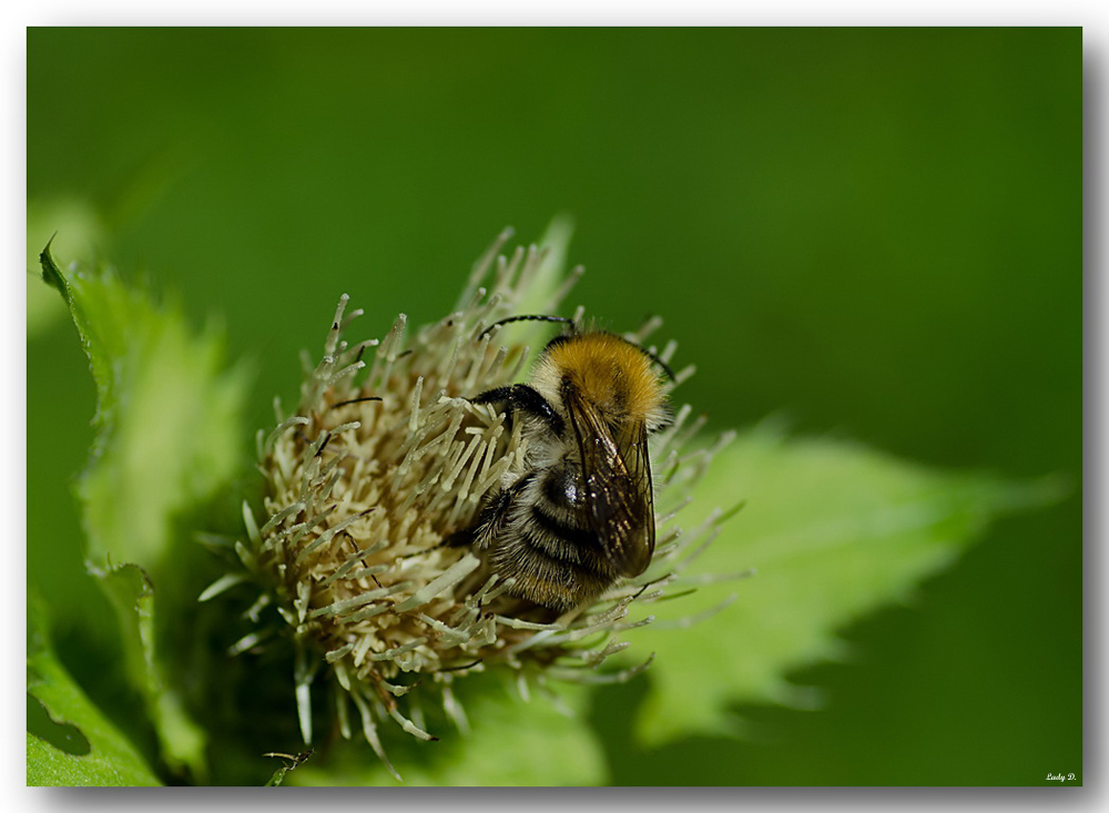 flauschig