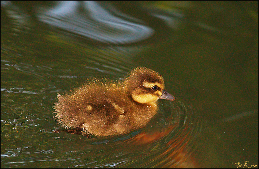 Flauschig