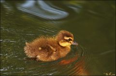 Flauschig