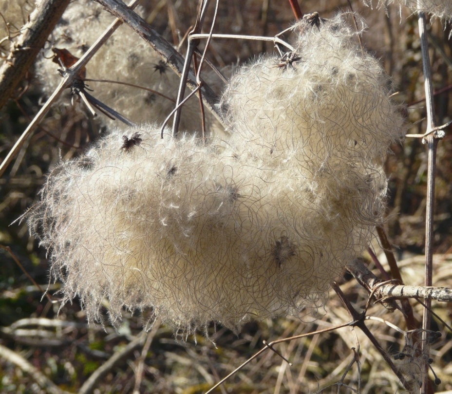 Flauschig beherzt!