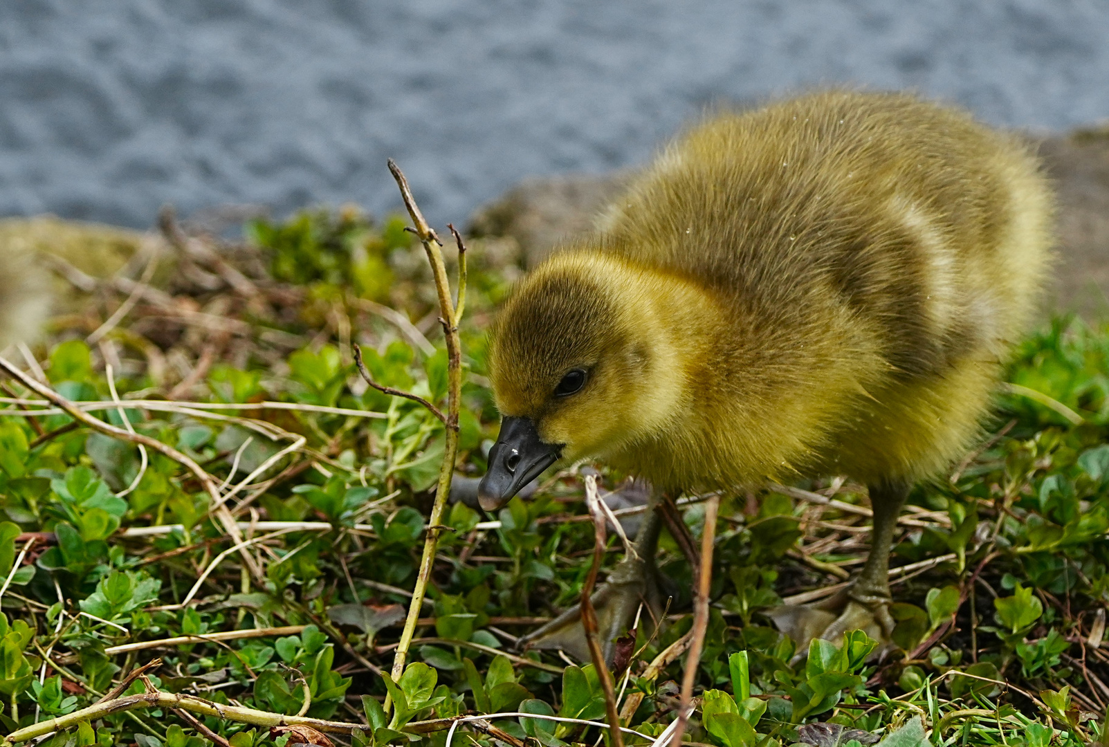 Flauschig