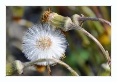 Flauschig die Nächste