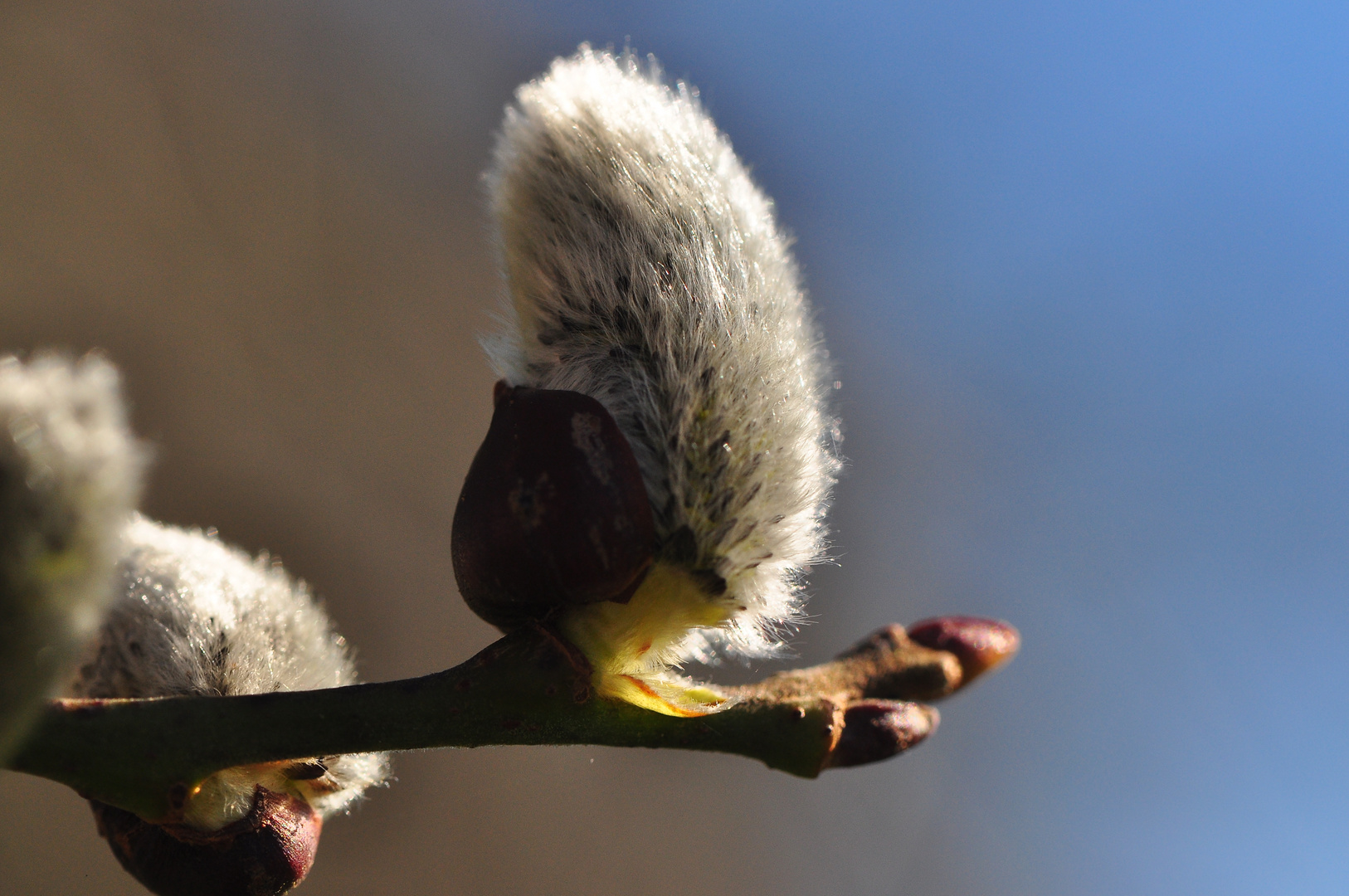 Flauschig ...