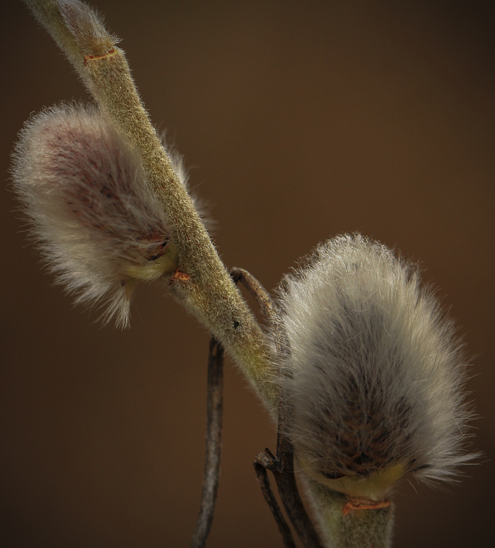 Flauschig