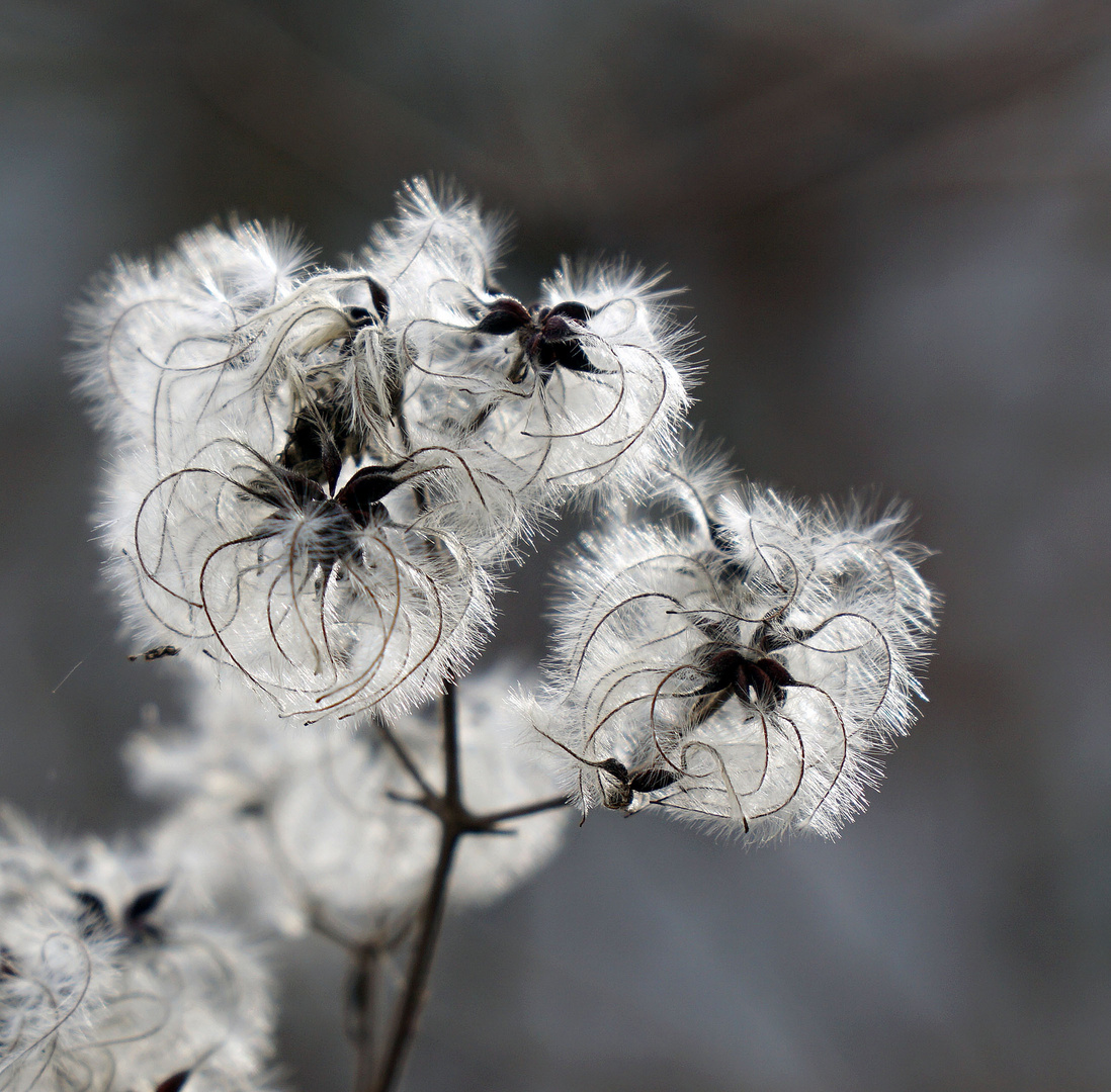 flauschig