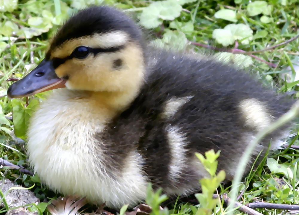 Flauschig