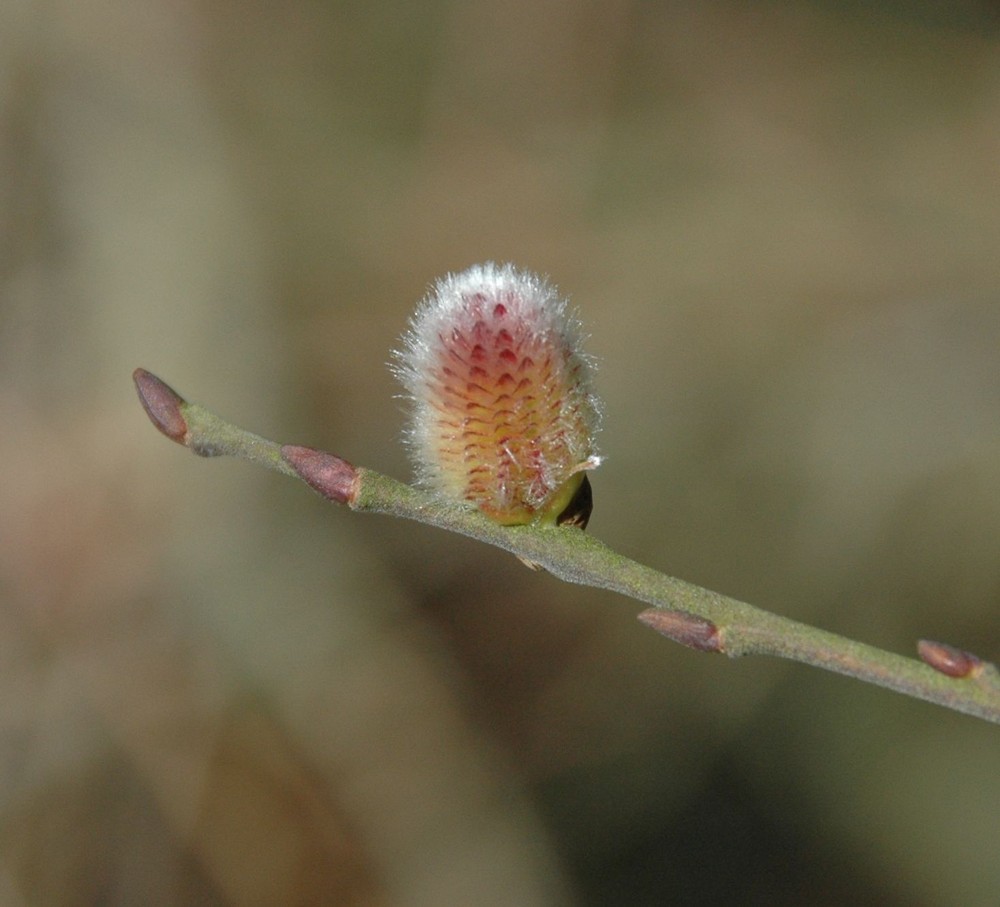 Flauschig