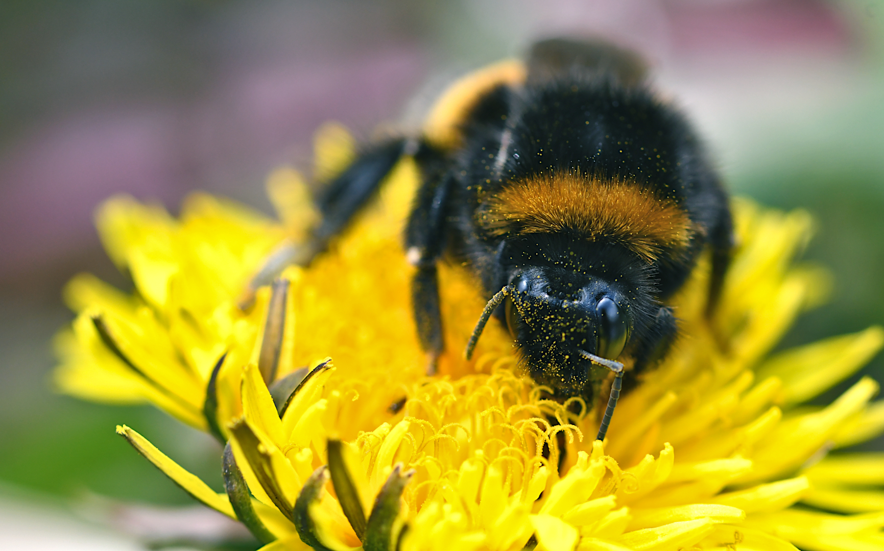 FLAUSCHIG, FLEISSIG, UNERMÜDLICH: HUMMEL AUF MISSION