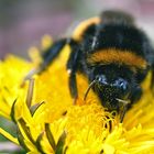 FLAUSCHIG, FLEISSIG, UNERMÜDLICH: HUMMEL AUF MISSION