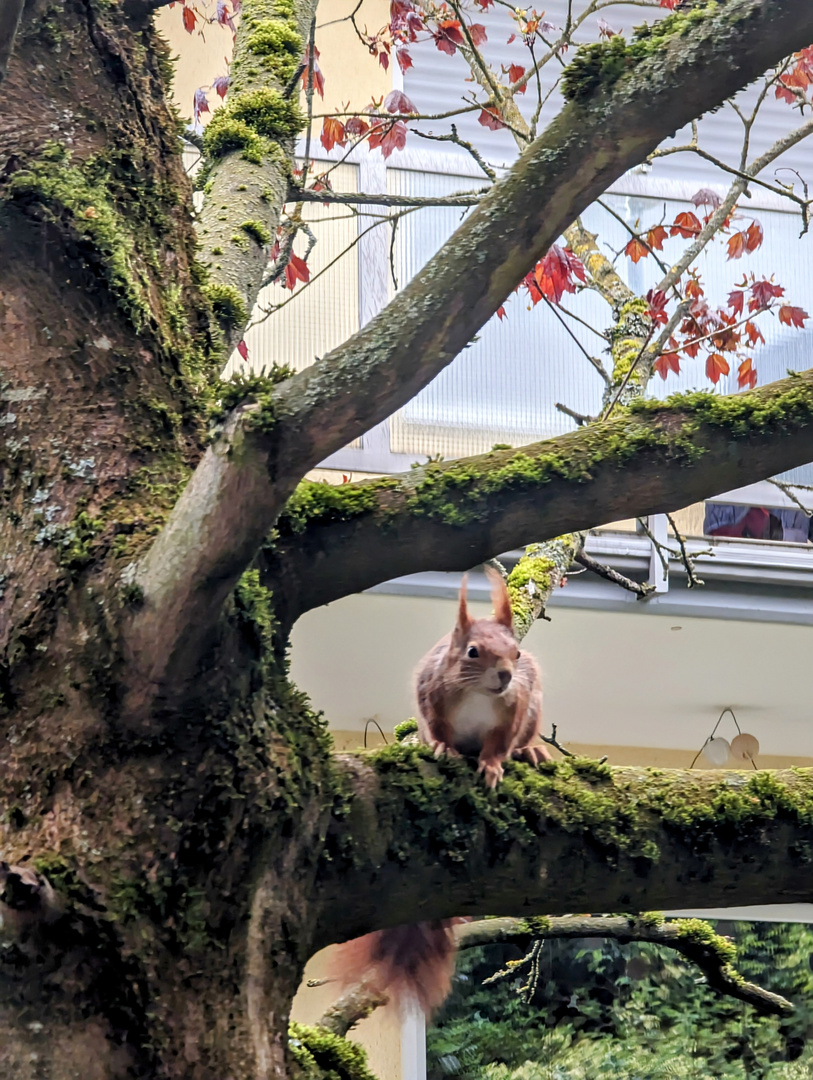 flauschig im Regen