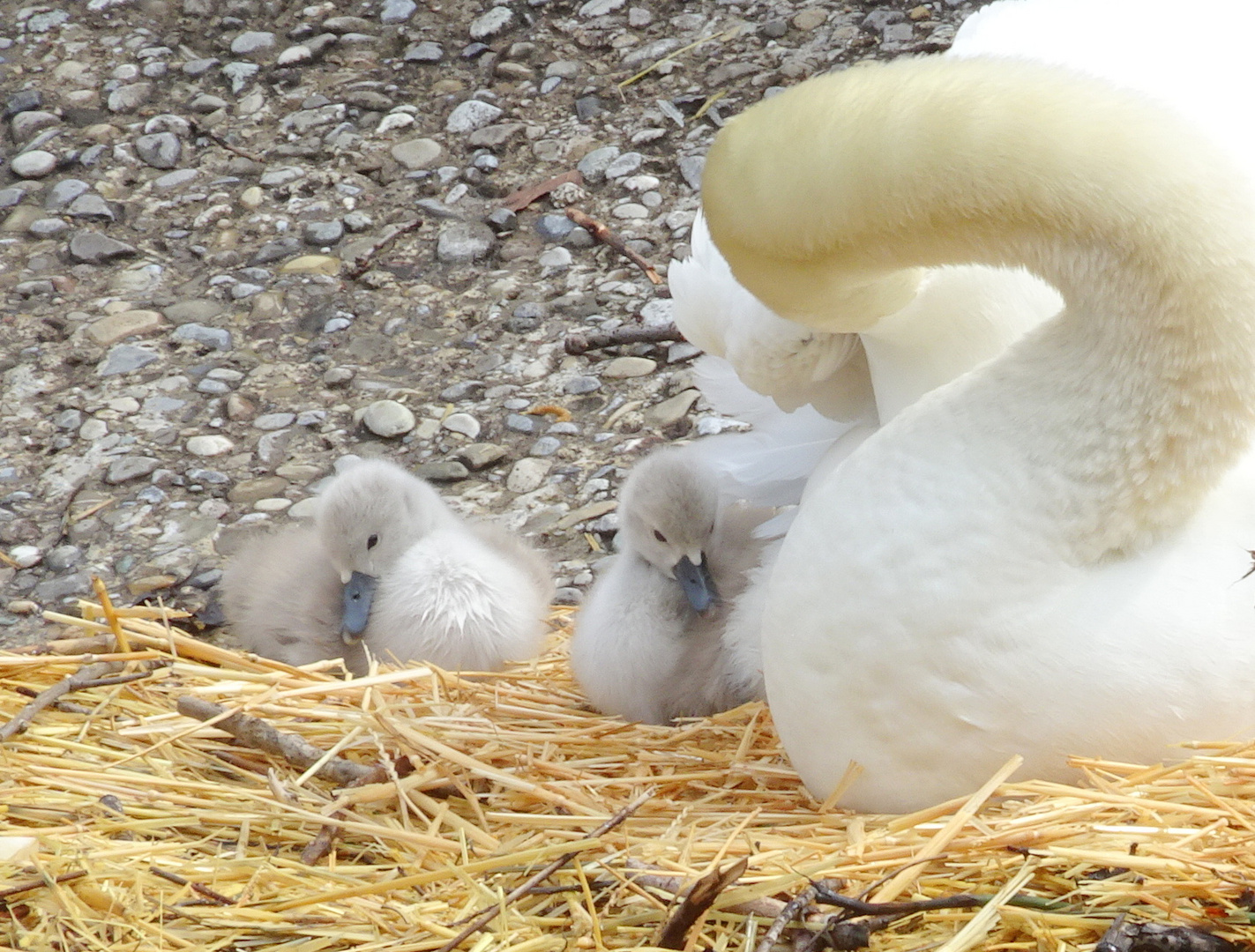 flauschig in den Frühling