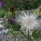 Flauschig, kratzend und stachelig zugleich