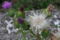 Flauschig, kratzend und stachelig zugleich