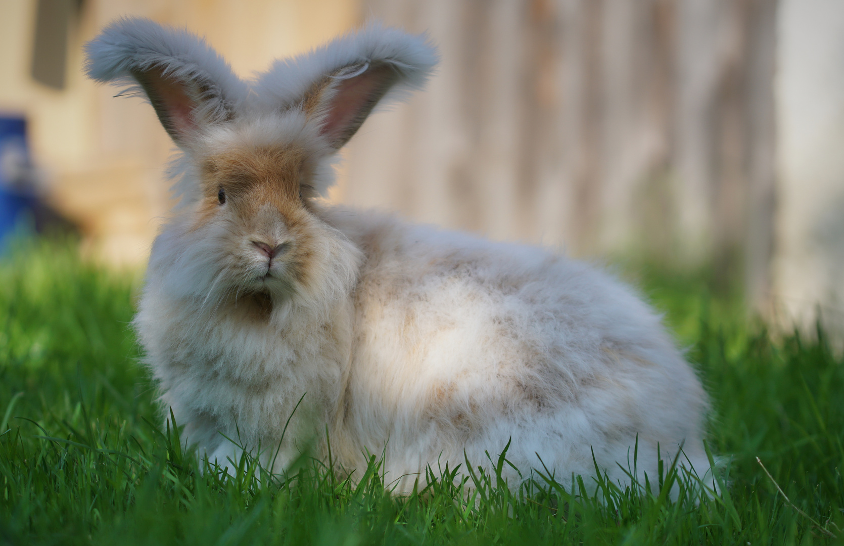 ...flauschig-samtig-seidig-plüschig-fluffig-bauschig-wollig-mollig-windel-watte-weich...