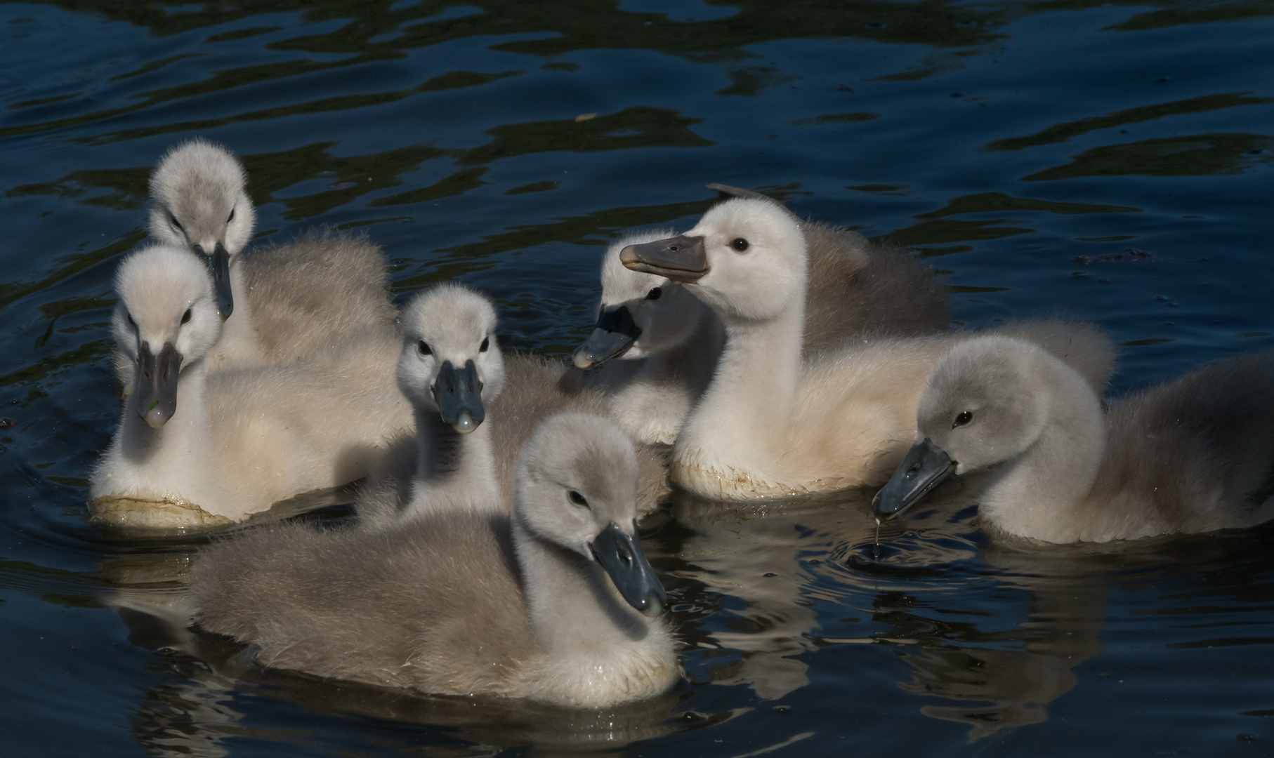 Flauschig und aufgeweckt.......