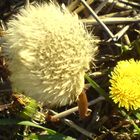 Flauschig und bunt - mitten im Winter