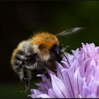 Flauschig und fleißig