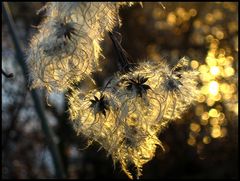 Flauschig verpackt