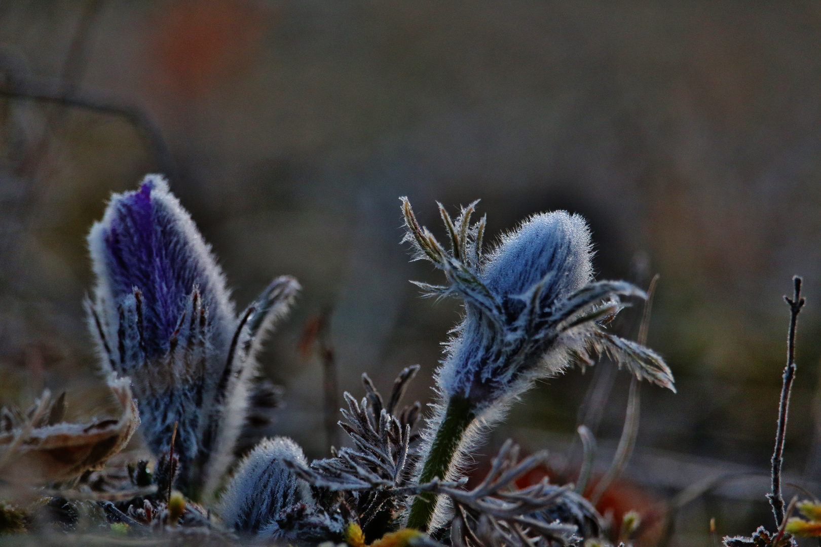 Flauschig weich...