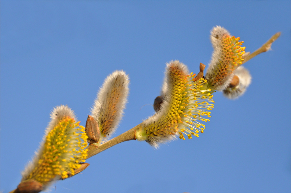 flauschig weich...