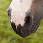 flauschig weiche Nüstern