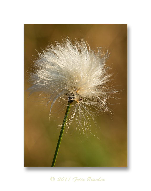 Flauschig, zart und zerbrechlich