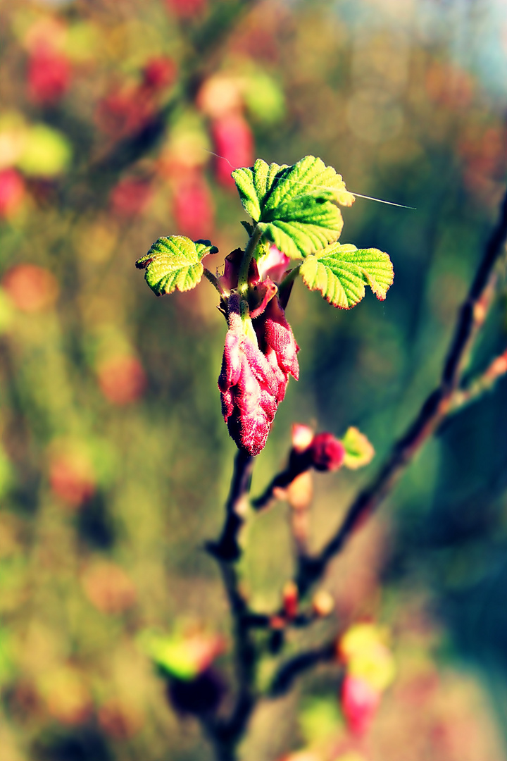 Flauschige Blume