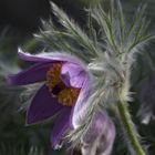 flauschige Frühlingsgrüße aus dem botanischen Garten in Düsseldorf