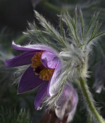 flauschige Frühlingsgrüße aus dem botanischen Garten in Düsseldorf