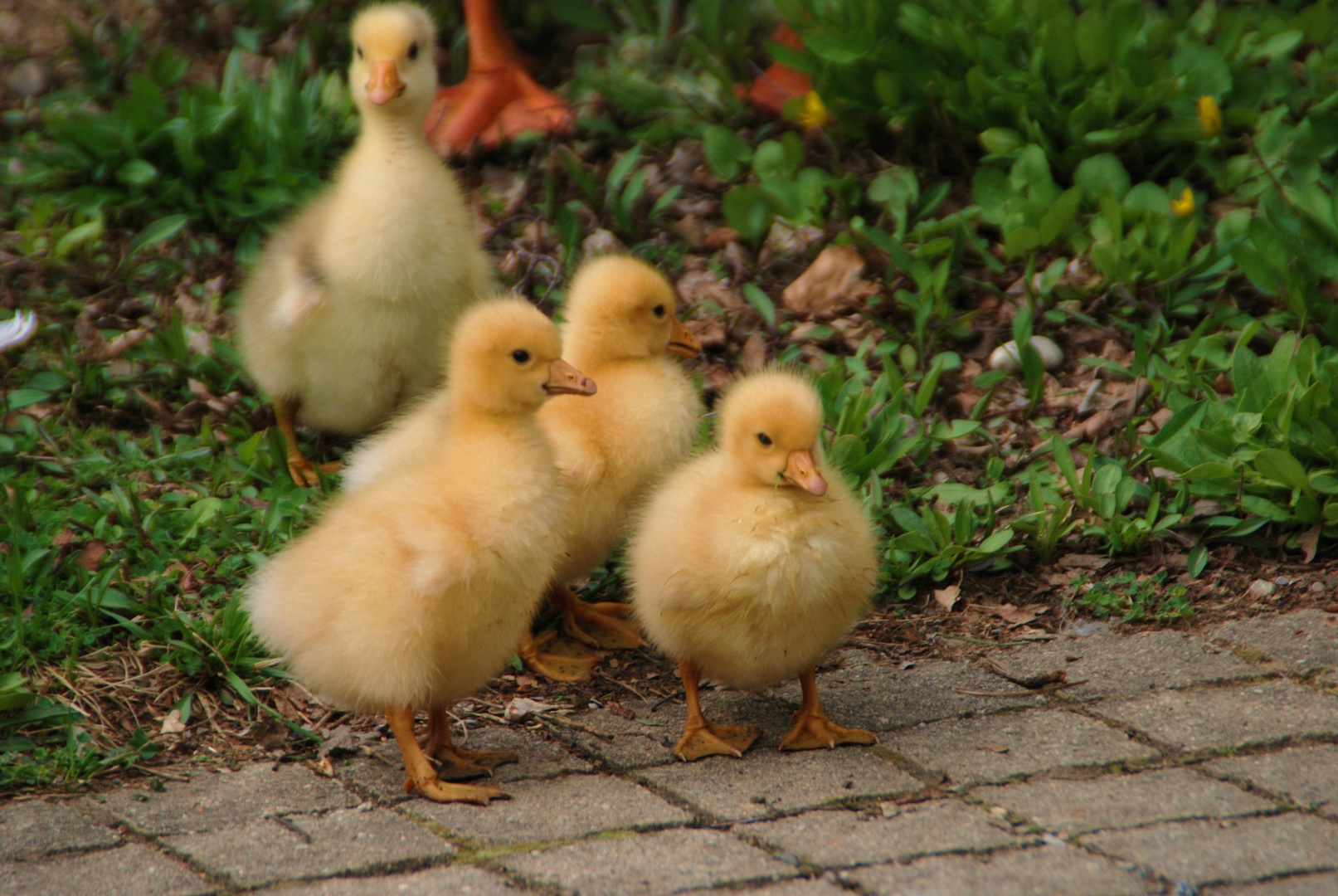 Flauschige Gänsekücken