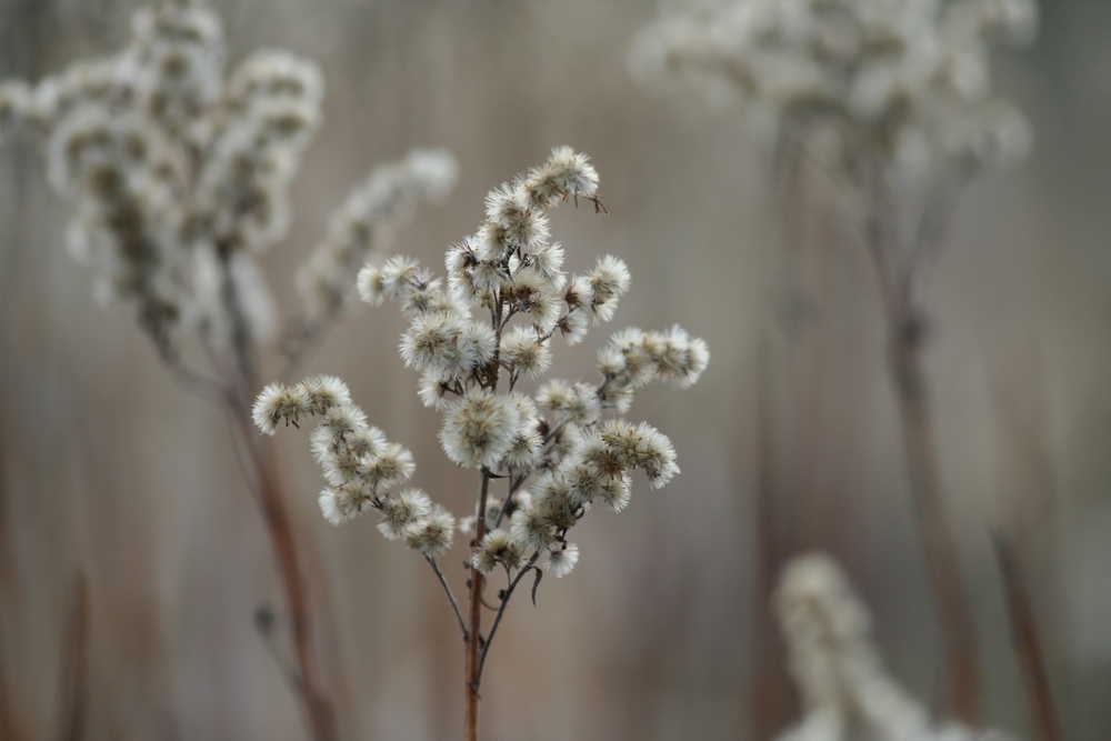 flauschige Gräser