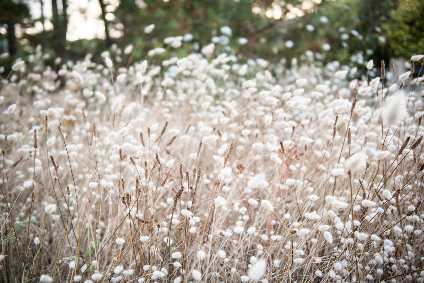 Flauschige Gräser im Abendlicht