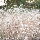 Flauschige Gräser im Abendlicht