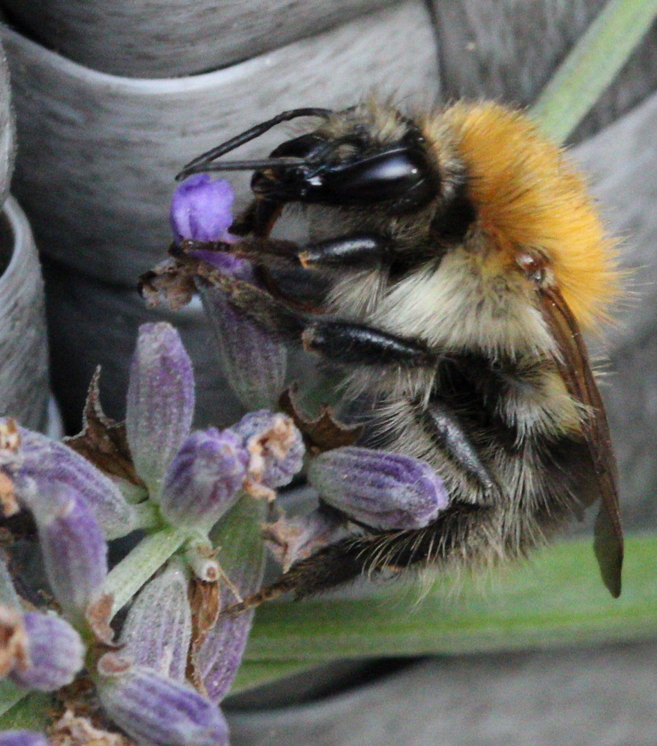 Flauschige Hummel