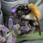 Flauschige Hummel