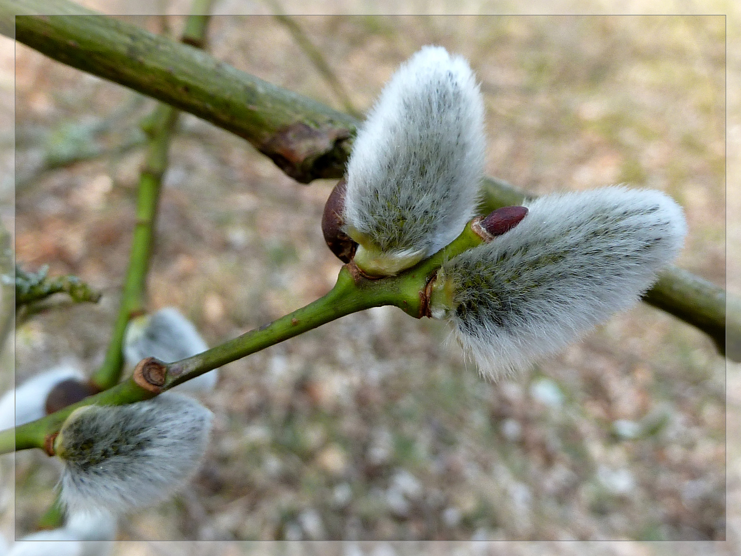 flauschige Kätzchen