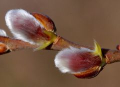 Flauschige Kätzchen