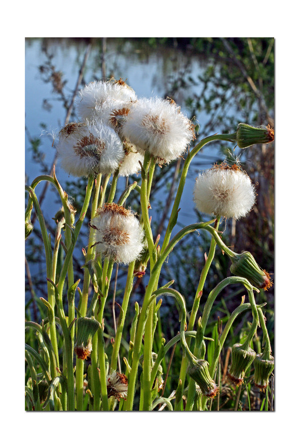 - flauschige Köpfe -