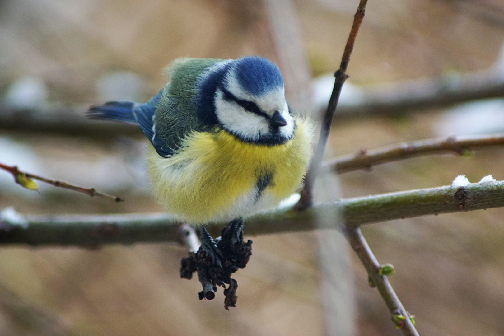 Flauschige Meise 