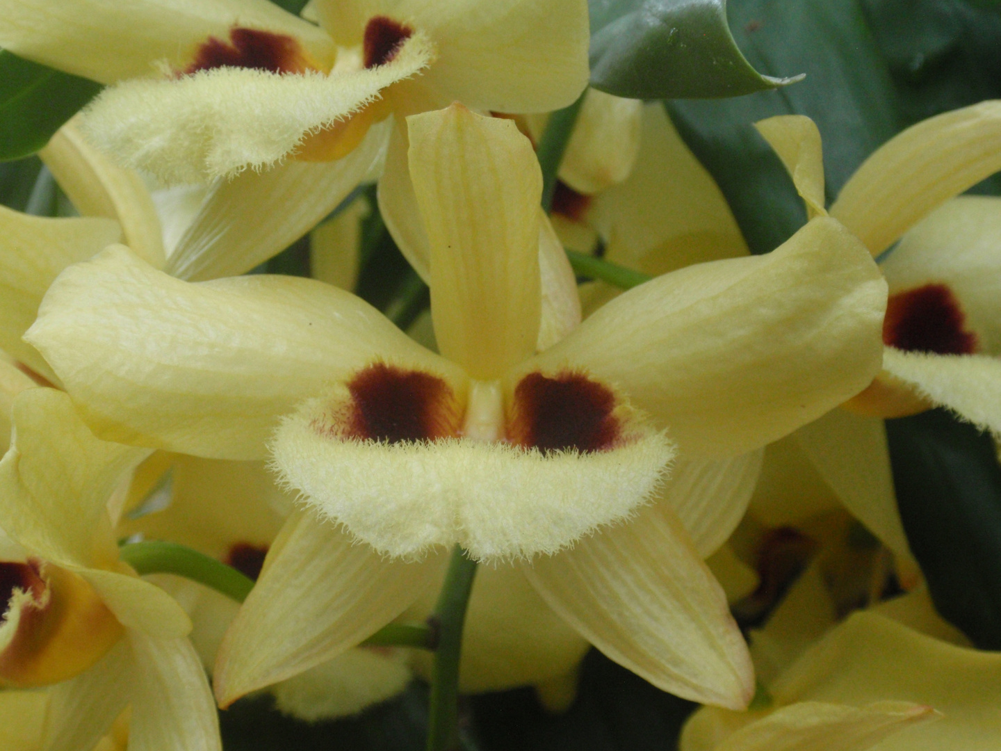 flauschige Orchidee