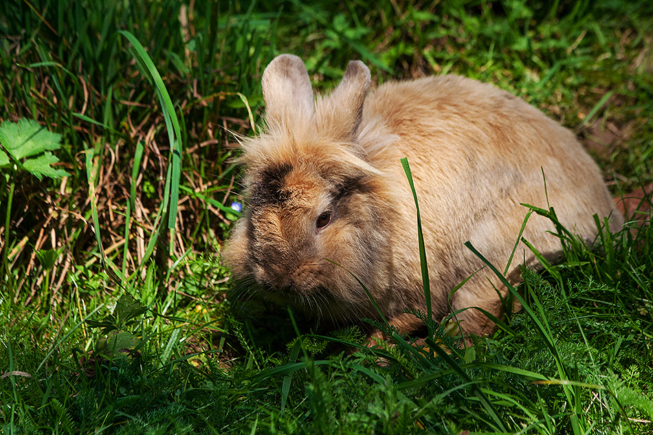 flauschige Ostern