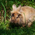 flauschige Ostern