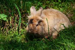 flauschige Ostern